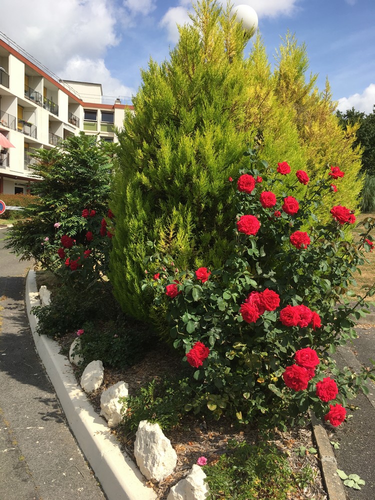 Massif de fleurs de la résidnce autonomie Bernardin de Saint Pierre à Corbeil-Essonnes